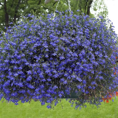 Lobelia erinus