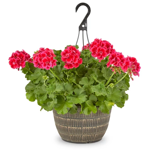 Pelargonium