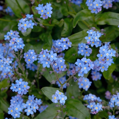 Myosotis sylvatica