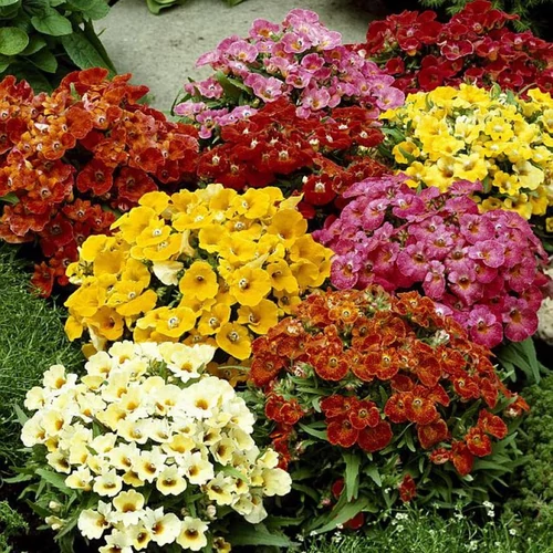 Nemesia strumosa