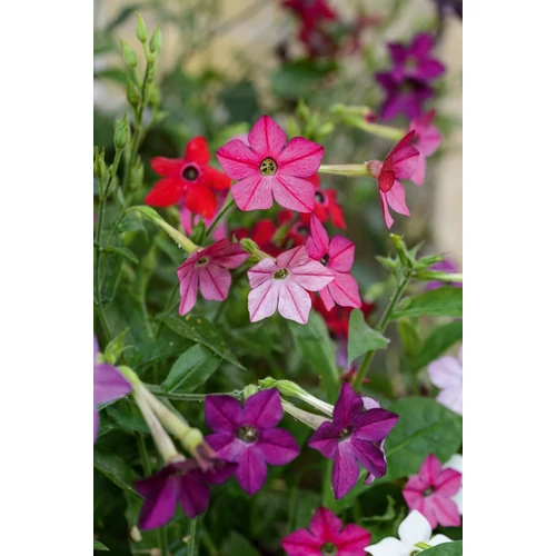 Nicotiana alata