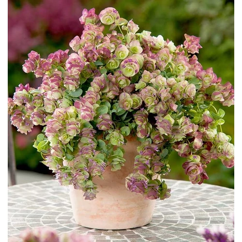 Oregano dísz - Origanum 'Kirigami' 20/30cm K12cm