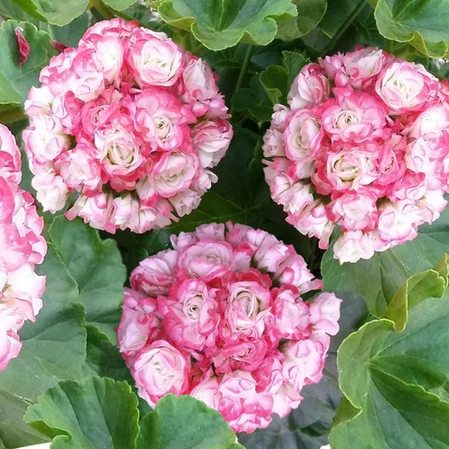 Pelargonium graveolens