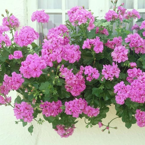 Pelargonium peltatum