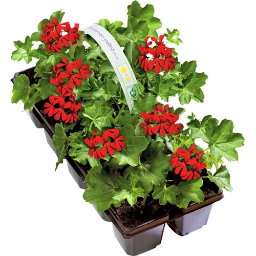Pelargonium peltatum