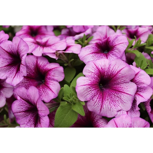 Petunia atkinsiana