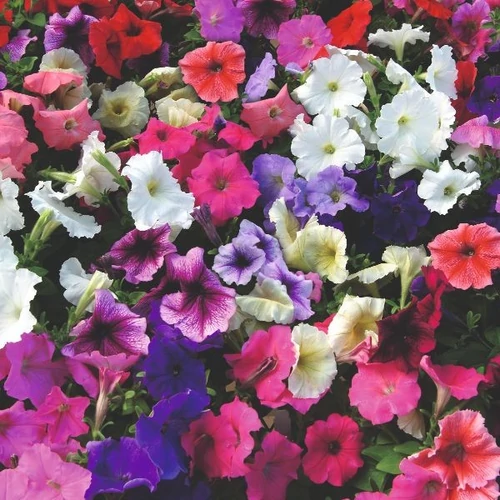 Petunia multiflora