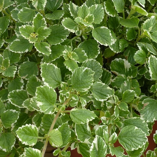 Plectranthus forsteri