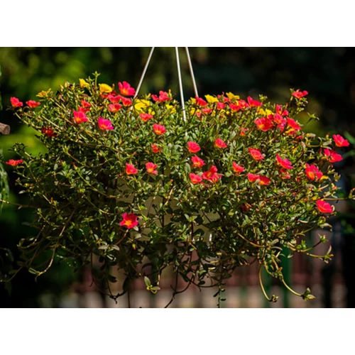 Portulaca grandiflora