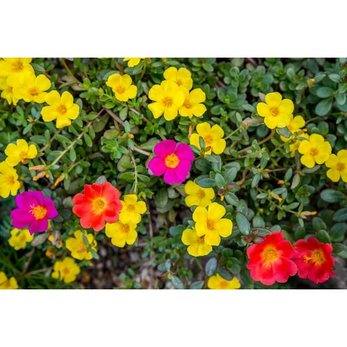 Portulaca grandiflora