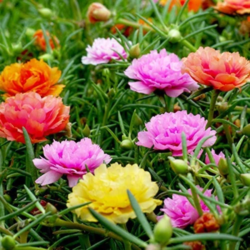 Portulaca grandiflora