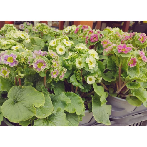 Primula obconica