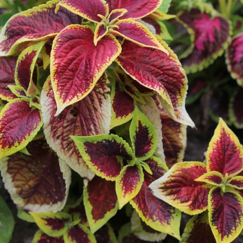 Solenostemon scutellarioides (Coleus blumei)