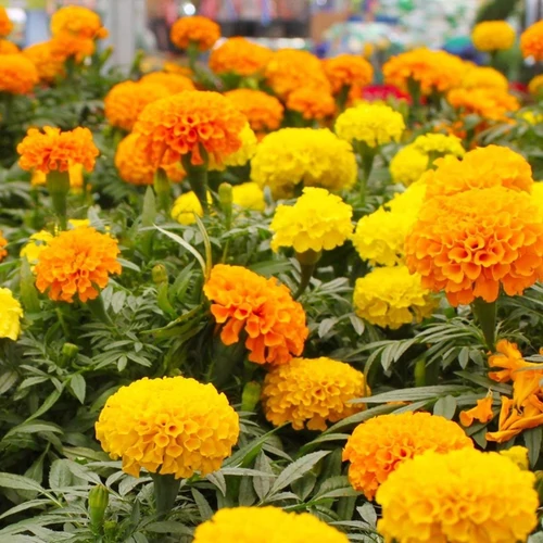 Tagetes erecta