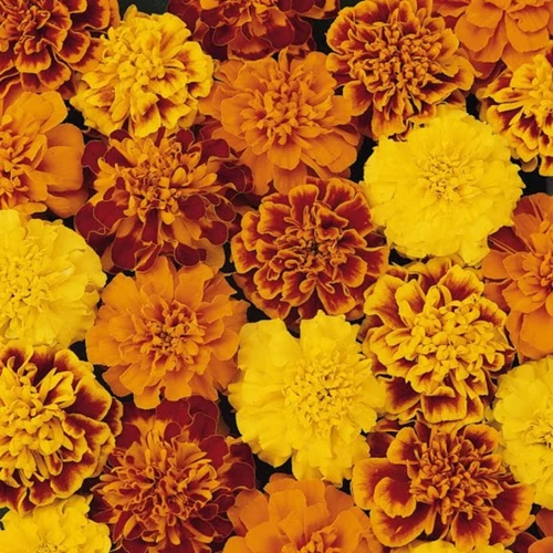 Tagetes patula