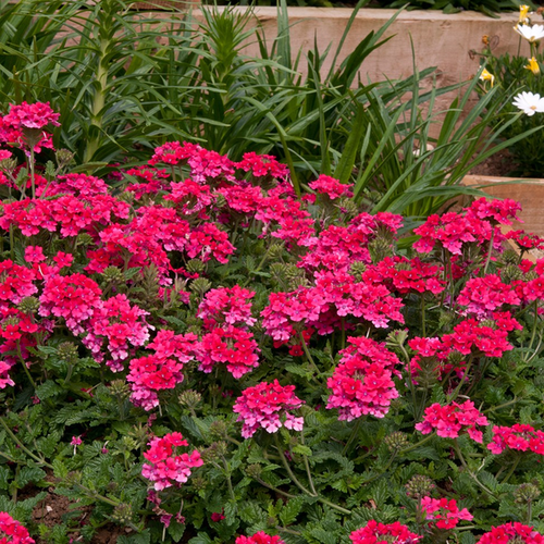 Verbena