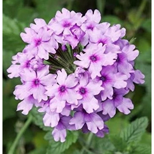 Verbena 'Seabrook's Lavender'