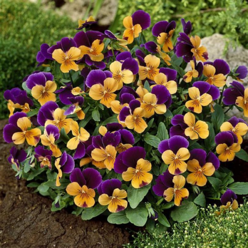 Viola cornuta 'Confettimix