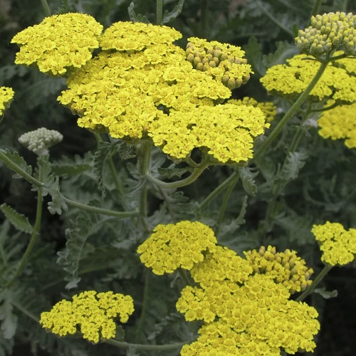 Cickafark sárga - Achillea 'Moonshine' 20/30cm K14cm