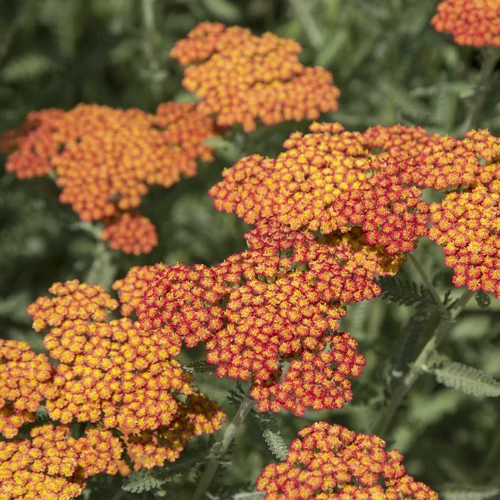 Cickafark narancssárga - Achillea Sassy Summer 'Sunset' 20/30cm K14cm