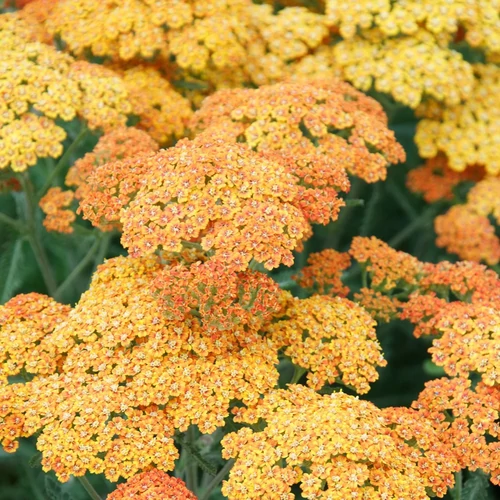 Cickafark fakó narancssárga virágú - Achillea 'Terracotta' 20/30cm K14cm