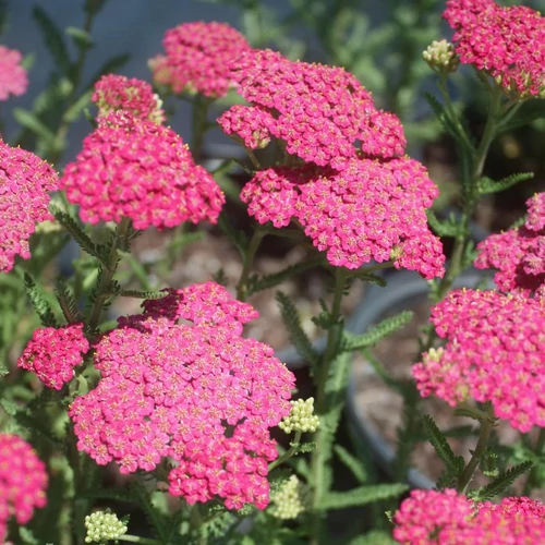 Cickafark közönséges rózsaszín - Achillea millefolium 'New Vintage Rose' 20/30cm K14cm