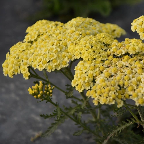 Cickafark közönséges vajsárga - Achillea millefolium 'Sunny Seduction' 20/30cm K14cm
