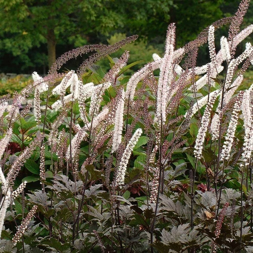 Poloskavész füzéres bordó lombú - Actaea simplex 'Brunette' 20/30cm K14cm
