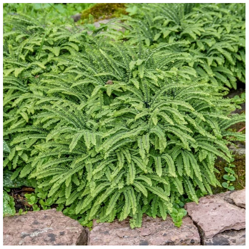 Vénuszhaj - Adiantum pedatum 'Imbricatum' 10/20cm K9x9cm