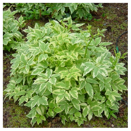 Podagrafű tarka levelű - Aegopodium podagraria 'Variegatum' 10/20cm K9x9cm