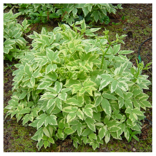 Podagrafű tarka levelű - Aegopodium podagraria 'Variegatum' 10/20cm K9x9cm