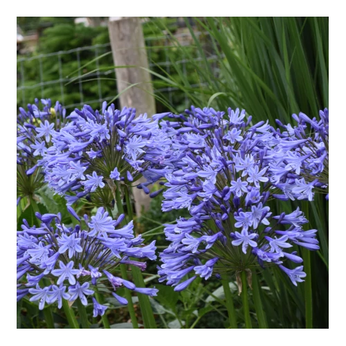 Szerelemvirág afrikai liláskék - Agapanthus 'Dr. Brouwer' 20/30cm K14cm