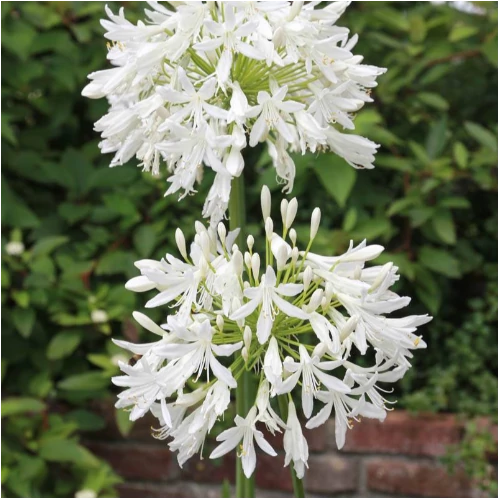 Agapanthus 'Duivenbrugge White'