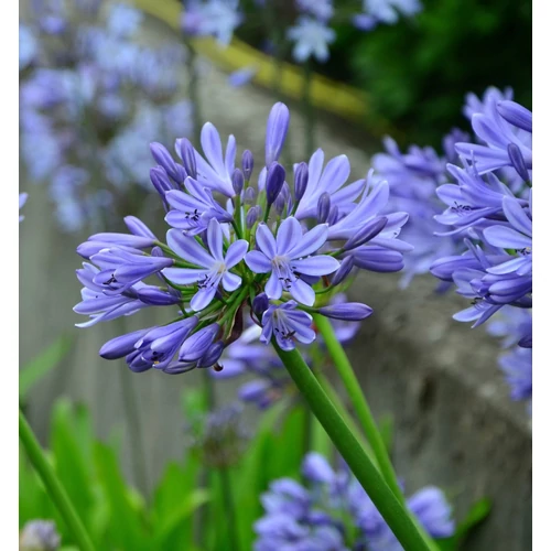 Szerelemvirág afrikai égszínkék - Agapanthus africanus 30/40cm K5l