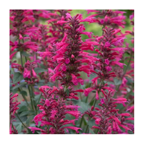 Izsópfű sötét rózsaszín - Agastache 'Morello' 20/30cm K14cm
