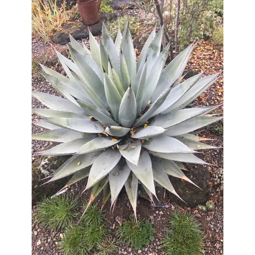 Agave parryi