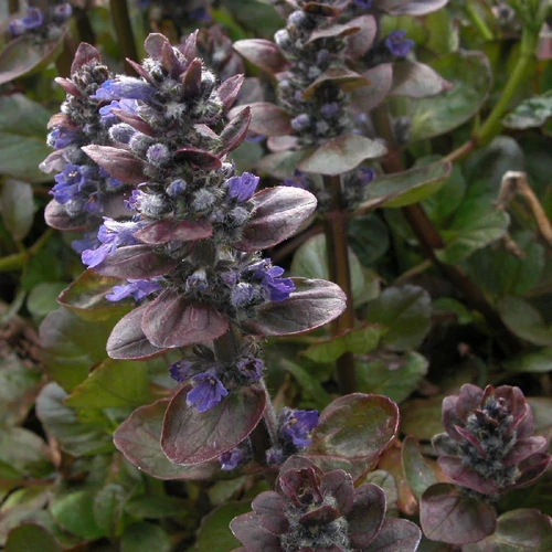 Ínfű indás bordó levelű- Ajuga reptans 'Elmblut' 10/20cm K9x9cm