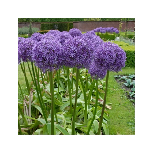 Díszhagyma lila - Allium  'Globemaster' 20/40cm K2l