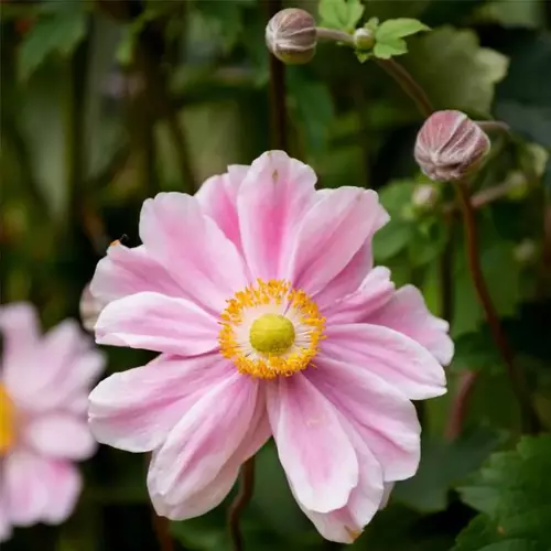 Szellőrózsa hibrid rózsaszín féltelt - Anemone hybrida 'Garden Breeze Whirlwind Pink' 20/30cm K14cm