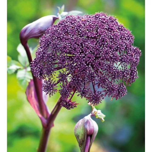 Angelica gigas