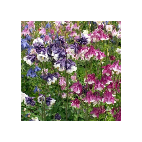 Harangláb rózsaszín-bíborílila-fehér - Aquilegia vulgaris 'Grandmother's Garden' 10/20cm K9x9cm