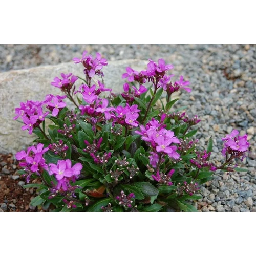 Ikravirág pillás rózsaszín virágú - Arabis blepharophylla 'Rose Delight' 5/10cm K9x9cm