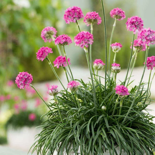 Pázsitszegfű rózsaszín - Armeria maritima 'Abbey Deep Rose' 10/20cm K9x9cm