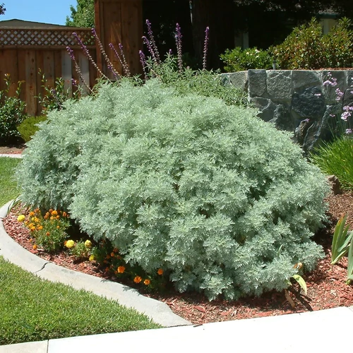 Üröm - Artemisia 'Powis Castle' 20/30cm K14cm