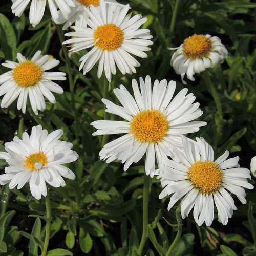 Gerebcsin havasi fehér virágú - Aster alpinus 'Albus' 20/30 cm K14cm