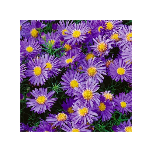 Őszirózsa törpe lila - Aster dumosus 'Amethyst' 20/40cm K2l