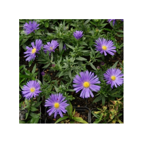 Aster dumosus 'Augenweide'