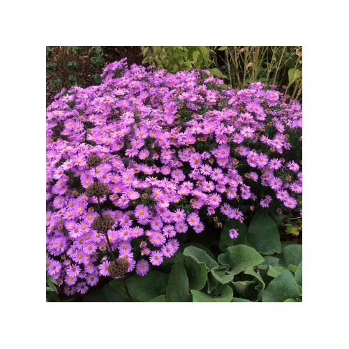 Őszirózsa törpe lilásrózsaszín - Aster dumosus 'Herbstgruss vom Bresserhof' 20/30cm K14cm