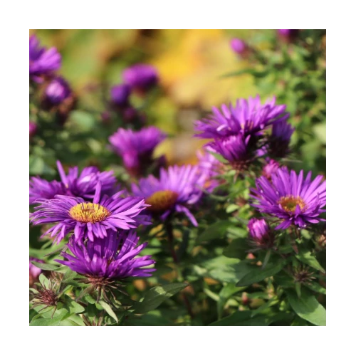 Őszirózsa törpe lila - Aster dumosus 'Turmalin' 20/40cm K2l