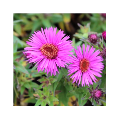 Aster novae